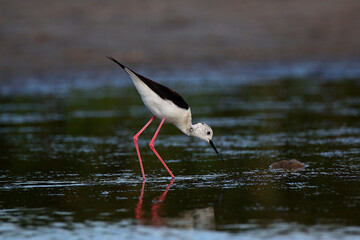 Small white stork bird