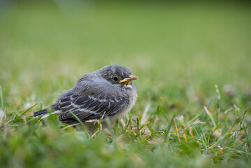 Fototapeta premium White wagtail (Motacilla alba) youngster