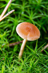 grzyb  © Robert Szymanski 