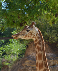 La girafe