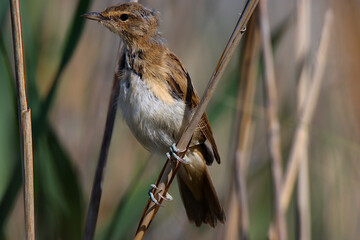 Reed warbler bird watching