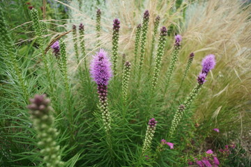 Staude mit lila farbebner Blüte, Prachtscharte, Liatris spicata