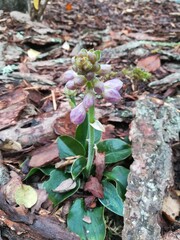 a beautiful hosta Blue Mouse Years with  purple bell-shaped flower on the background of mulched flower bed
