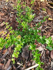 a young seedling of Mahonia aquifolium with prickly shiny leaves. rare flowers.