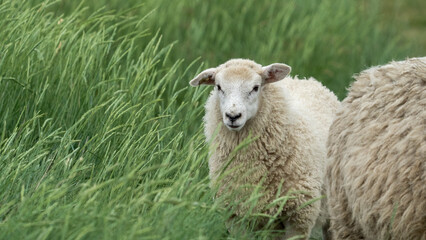 Fototapeta premium sheep and lambs in the field
