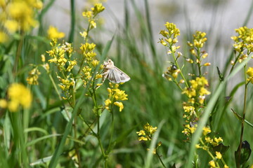 Ćma z rodziny sówkowatych (Noctuidae) Heliothis peltigera na goryczniku pospolitym (Barbarea vulgaris) © Lancan