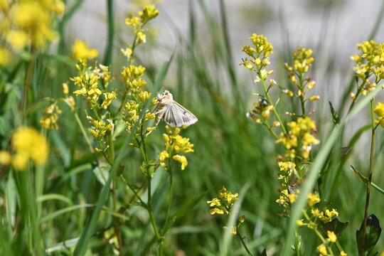 Ćma z rodziny sówkowatych (Noctuidae) Heliothis peltigera na goryczniku pospolitym (Barbarea vulgaris)