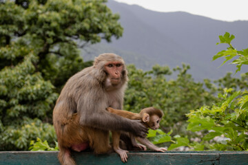 Naklejka na ściany i meble Mother and Baby Monkey in Swayambhunath Temple, Nepal