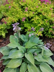 Hosta Canadian Blue with waxy blue leaves and gently pink flowers on the background of a flowering spirea Bush with pink inflorescences and a sprinkling of bark