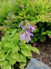 a beautiful green hosta with  purple bell-shaped flower on the background of a yellow flowering spirea bush with red flowers