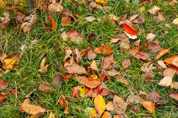 Fototapeta na wymiar green grass with fallen autumn leaves
