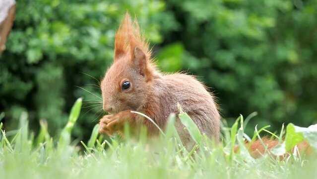 ein rotes eurasisches eichh&ouml;rnchen sitzt auf dem rasen und frisst, nahaufnahme und kopf, sciurus vulgaris, gefilmt mit 50 fps und ton, mehrere szenen
