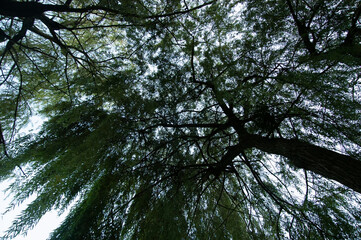 black branches and green leaves of trees against the sky