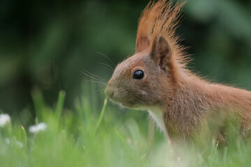 ein rotes eurasisches eichhörnchen sitzt auf dem rasen, nahaufnahme vom kopf, sciurus vulgaris