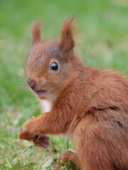 ein junges rotes eurasisches eichhörnchen sitzt auf dem rasen und schaut in die kamera, sciurus vulgaris