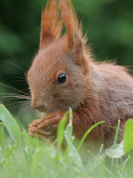 ein rotes eurasisches eichh&ouml;rnchen sitzt auf dem rasen und frisst, nahaufnahme und kopf, sciurus vulgaris