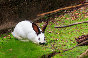 Beautiful rabbit sitting in green grass on a lawn