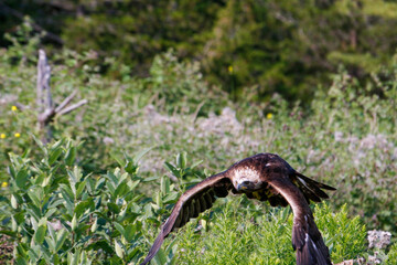 Fototapeta premium A close-up shot of a golden eagle in flight 