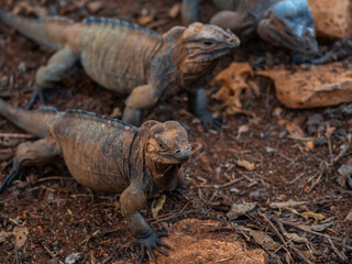 Brown iguanas in the wild, nature park. Lizard colony, close-up