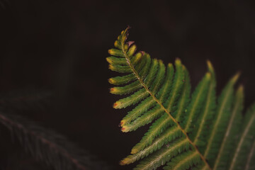 Green fern leaf in the dark forest 