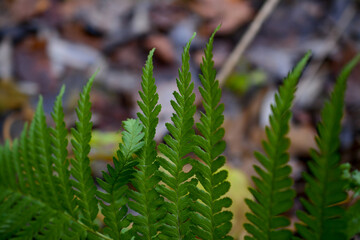 Green fern leaf in the dark forest 