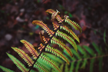 Green fern leaf in the dark forest 