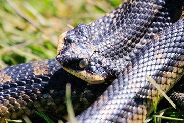 Obraz premium Eastern Hog-nosed Snake in Ontario, Canada