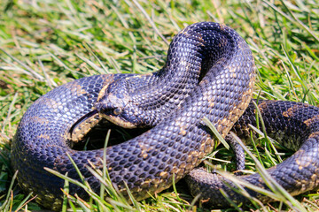 Obraz premium Eastern Hog-nosed Snake in Ontario, Canada