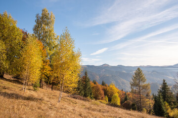 Colorful autumn trees in the mountains. Autumn mountain forest landscape. Autumn in mountains.