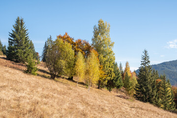 Fototapeta premium Colorful autumn trees in the mountains. Autumn mountain forest landscape. Autumn in mountains.