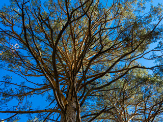 branched crown of a large pine tree against the blue sky
