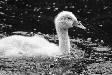 Mute Swan (Cygnus olor), Lagan River, Belfast, Northern Ireland, UK