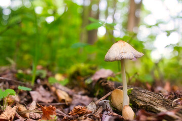 Pilz - Mushroom - High quality photo