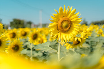 sunflower field. beautiful sunflower. Sunflower field trip.