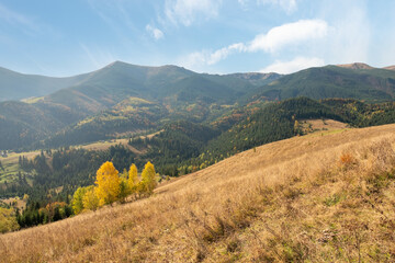 Naklejka premium Beautiful view of mountains in Ukraine. Wonderful panoramic landscape with autumn forest on a sunny day.