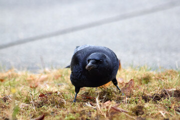 Crow Ready for Anything