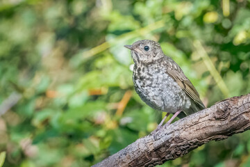 Immature Hermit Thrush Satherus guttatus 