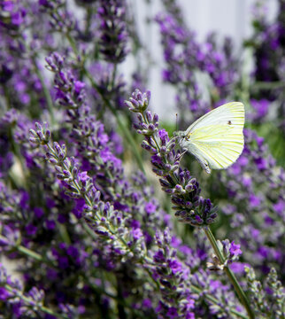 view of a beautiful butterfly with yellow wings sitting on a branch of fragrant lavender against the background of summer sunlight.