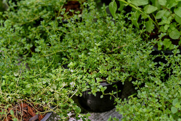 Fresh green herb garden, Lemon thyme used to flavour poultry, seafood, and vegetables.