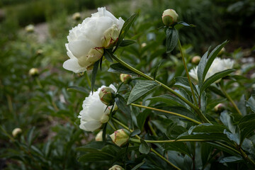 White peony (Paeonia sp) flowers on green background.