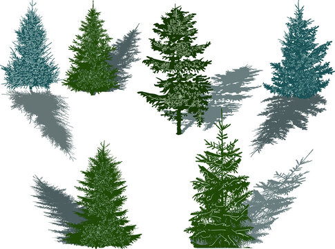 six green firs with shadows isolated on white