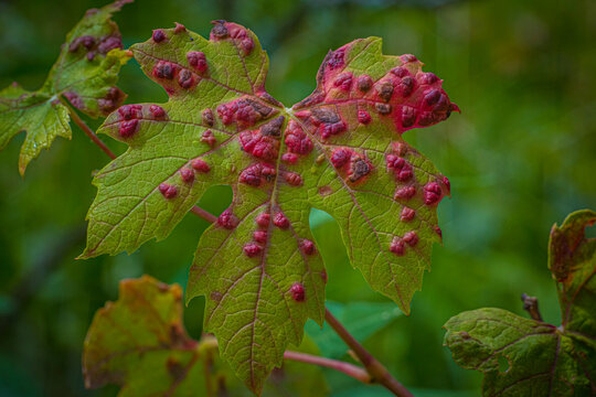 Leaf with Cryptomyzus ribis larvae