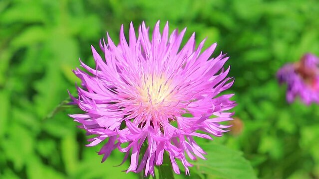 A purple flower of Stokes aster (Stokesia laevis) close-up. A stokesia flower with artsy purple petals.
