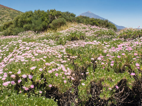 Teide National Park in June with blooming fields of pink bulbs, Pterocephalus lasiospermus