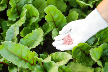 Farmer hand in gloves giving granulated fertilizer to young beet plants. Organic gardening.