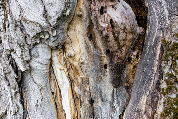 Texture of old wood, cracked place of cut branch.