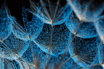 dandelion in dew drops with blue backlight on black background