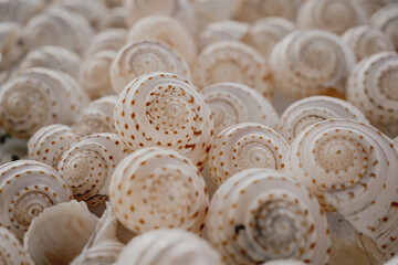 Wall decorated with scallop shells in a row