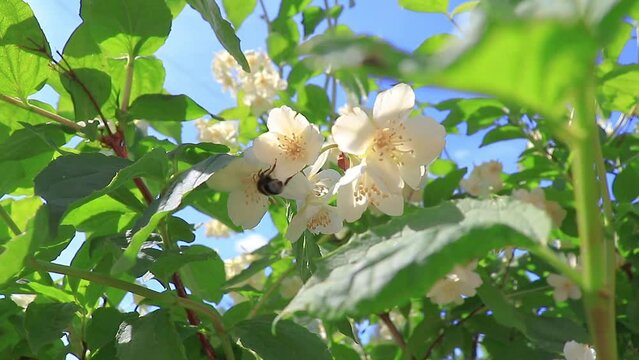 A winged little worker bee pollinates jasmine flowers. White jasmine flowers against a blue sky.