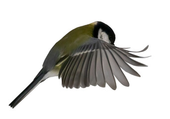 small yellow tit in flight on white background